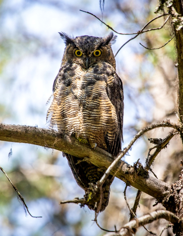 Great Horned Owl