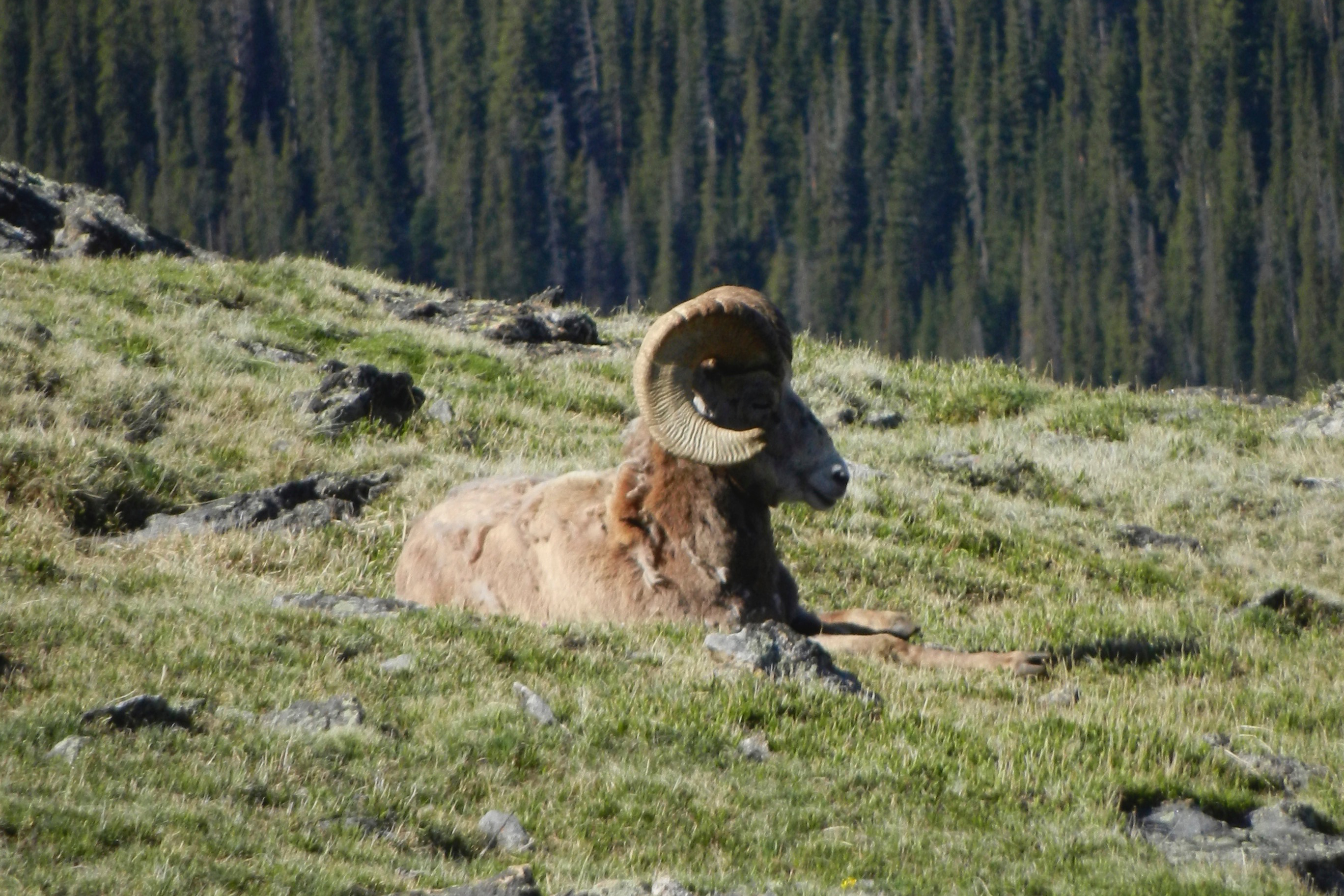 bighorn_ram.jpg