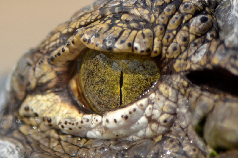 A_crocodiles_eye_sm.jpg