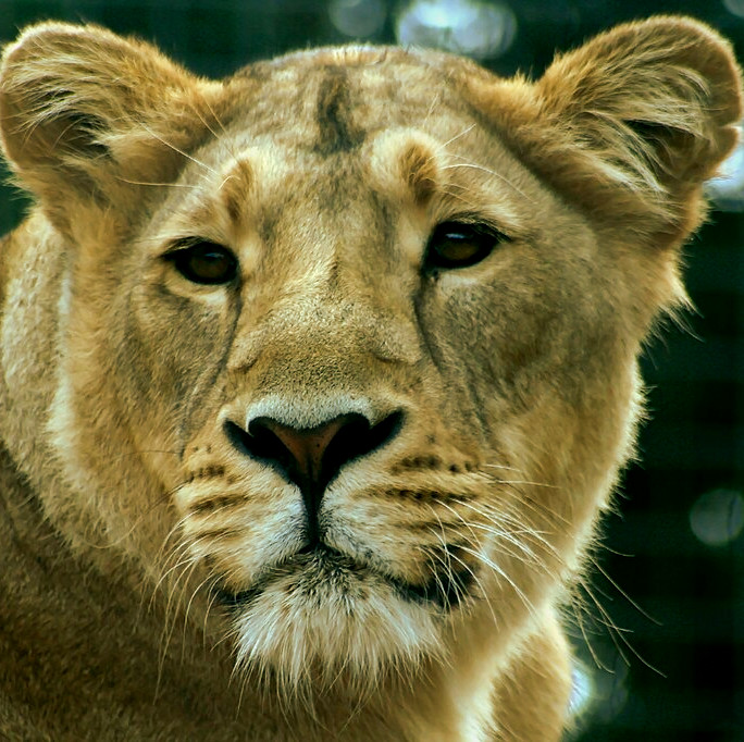 Asiatic-lion.jpg