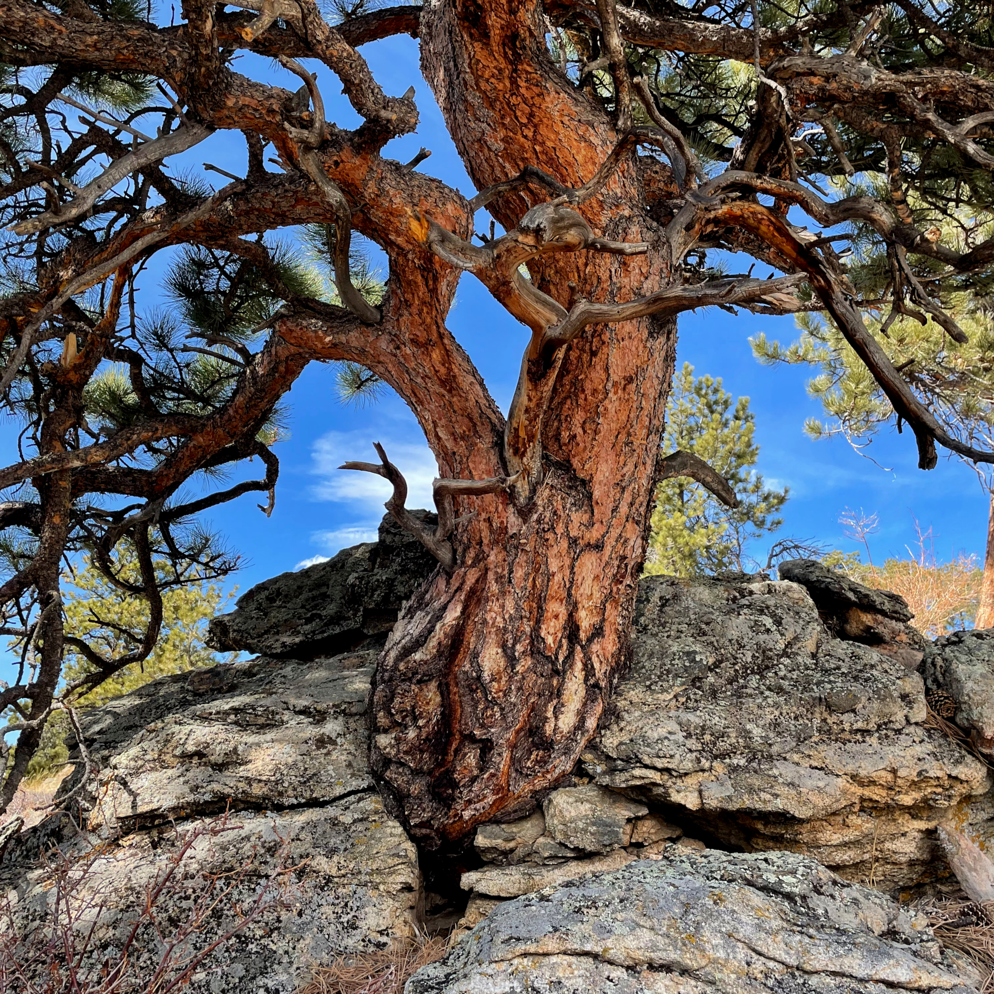 05_old_ponderosa.jpg