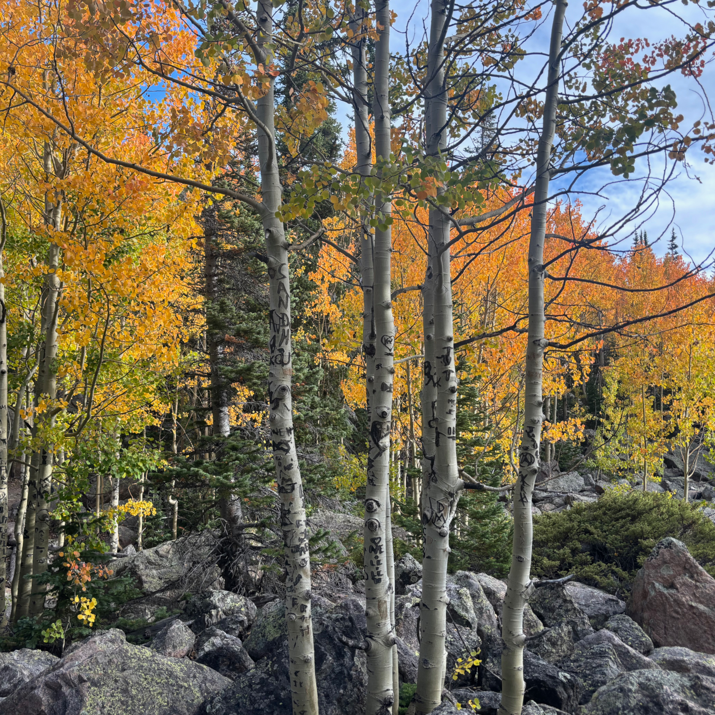 09_aspens.jpg